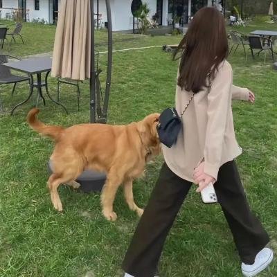 泰特罗